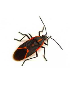 Beetles in Oregon | Pest Library