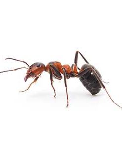 Types of Ants in OR | Pest Library